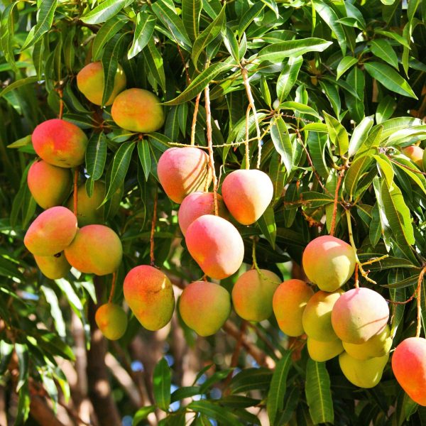 Mangoes hanging from their mango tree